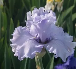 Iris Silverado (silvery blue) Bearded Iris (Sent in 9cm Pot)